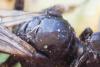 Panurgus sp.